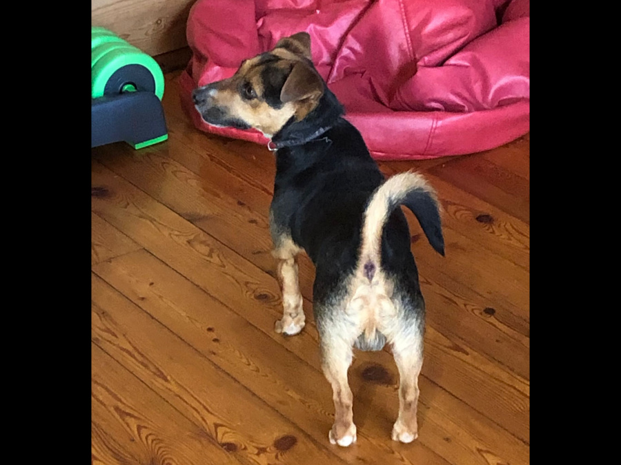 Adult Male Jack Russell 4