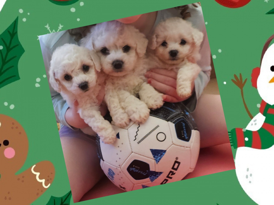 IKC BICHON FRISE PUPPIES 2