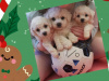 IKC BICHON FRISE PUPPIES 3