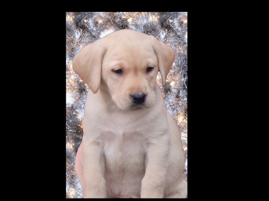 Golden Labrador Female