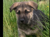 German Shepard Puppies For Sale 2