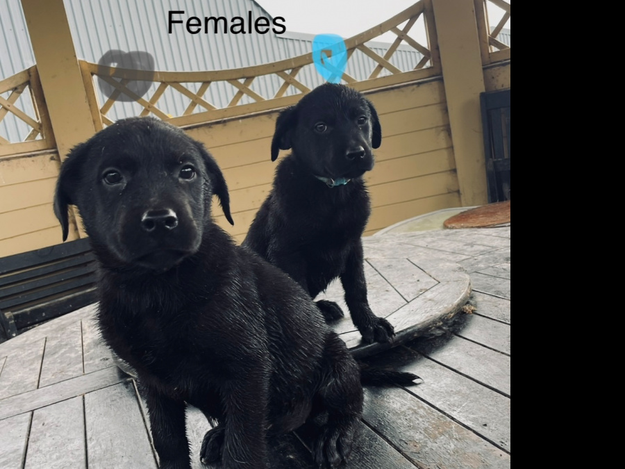 Labrador puppies in Meath 5