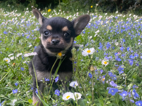 Tea cup chorkie pup