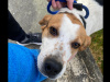 IKC kerrybeagles for sale 4