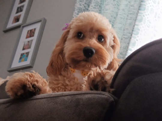 Female cockapoo