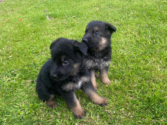 Full bred german shepherd pups €250