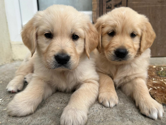 Stunning IKC registered golden retreiver puppies for sale