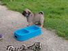 Purebred Pug puppies for sale SOLD 2