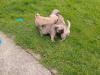 Purebred Pug puppies for sale SOLD 1