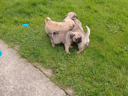 Purebred Pug puppies for sale SOLD