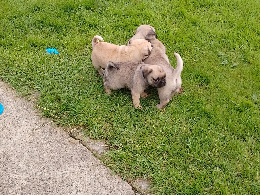 Purebred Pug puppies for sale SOLD 1