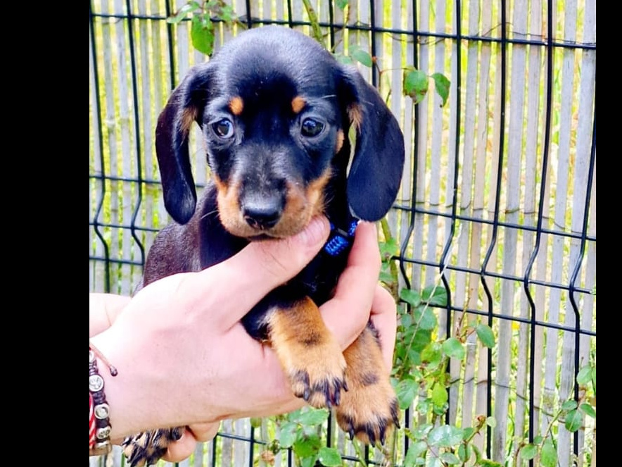 Miniature dachshund puppies 3