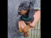 Miniature dachshund puppies 2