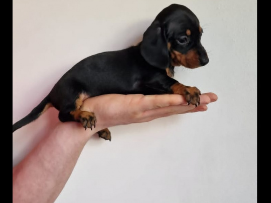 Miniature dachshund puppies