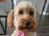 Female cockapoo 3