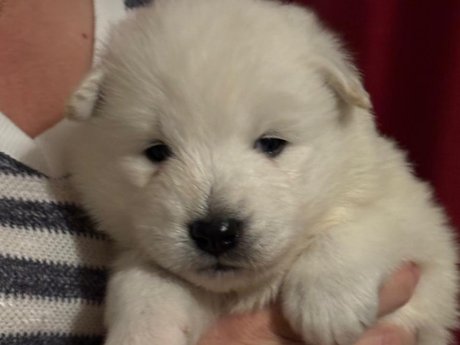 Pure bred Samoyed puppies 7