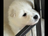 Pure bred Samoyed puppies 10