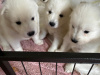 Pure bred Samoyed puppies 9