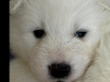 Pure bred Samoyed puppies 8