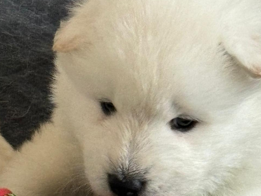 Pure bred Samoyed puppies 6