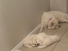 Pure bred Samoyed puppies 4