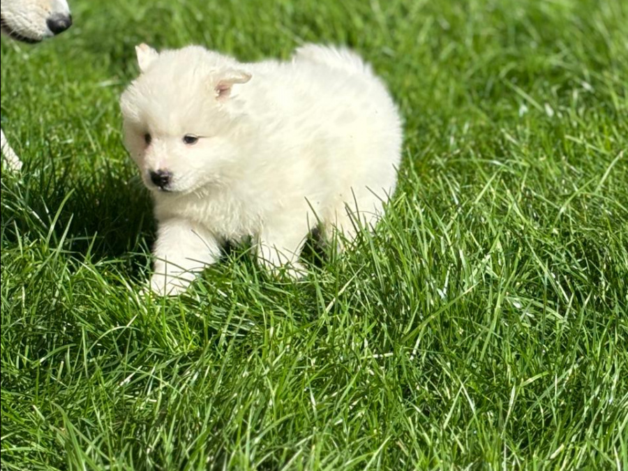 Pure bred Samoyed puppies 3