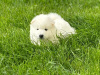 Pure bred Samoyed puppies 2