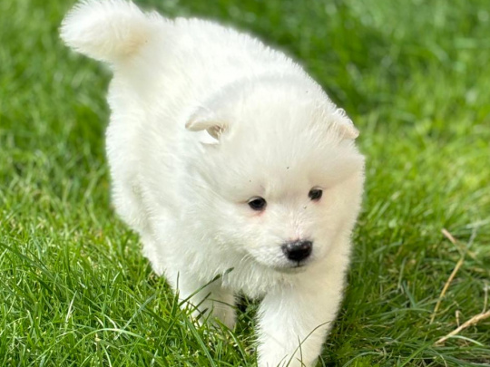 Pure bred Samoyed puppies