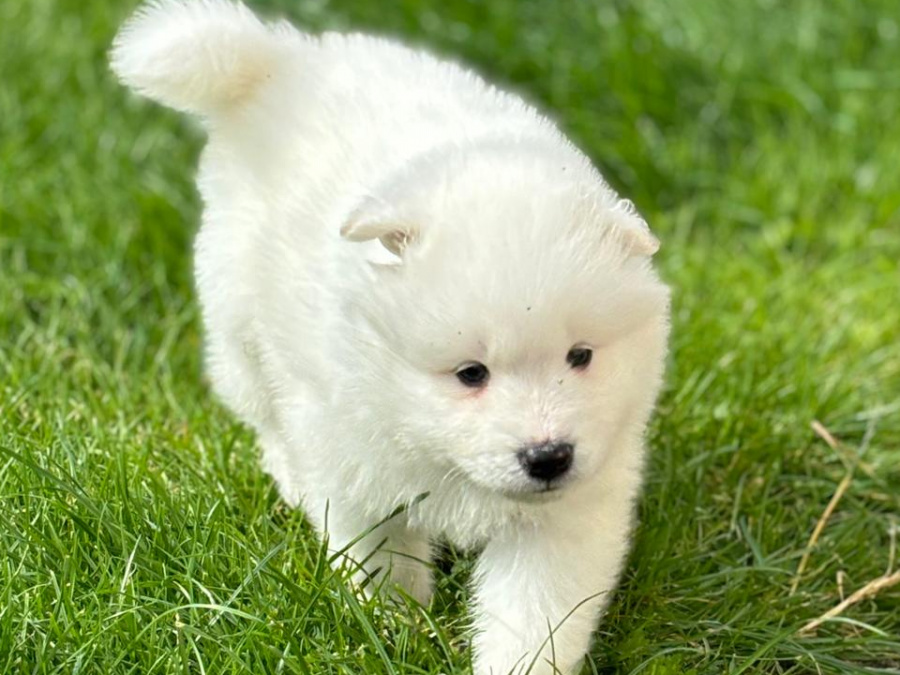 Pure bred Samoyed puppies 1