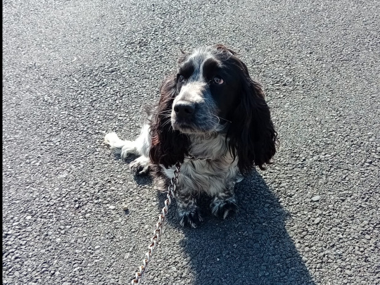 Cocker spaniel female for sale