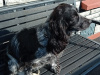 Cocker spaniel female for sale 3