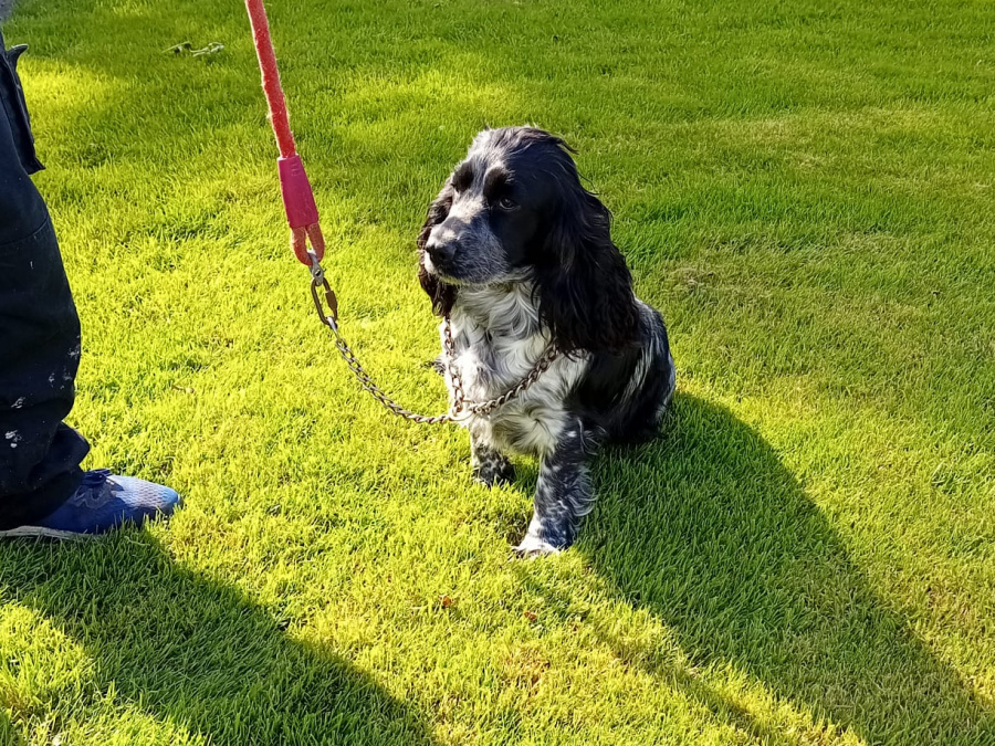 Cocker spaniel female for sale 2