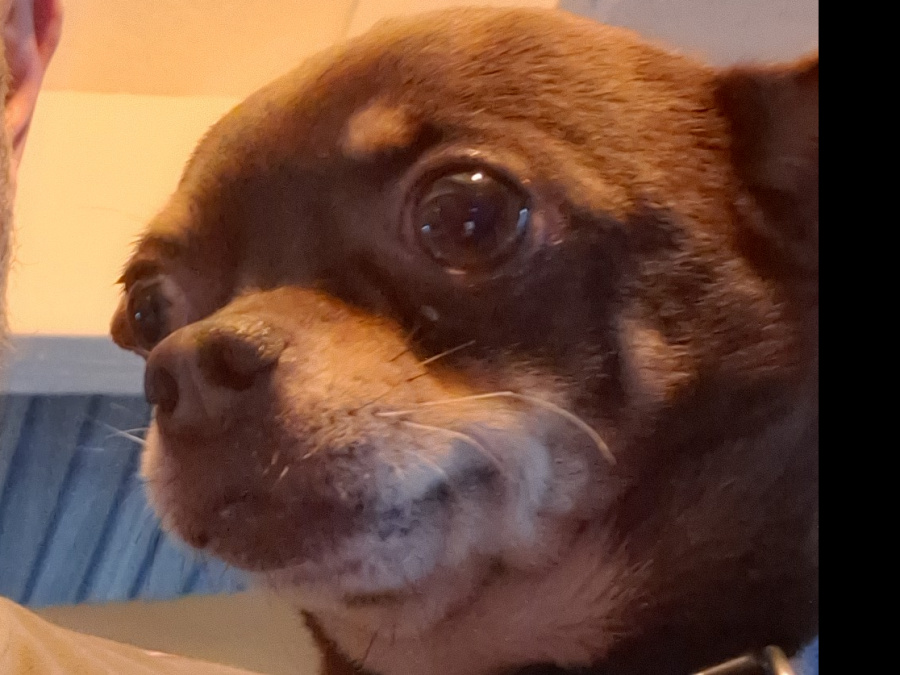 Chihuahua family pet needs a new home 1