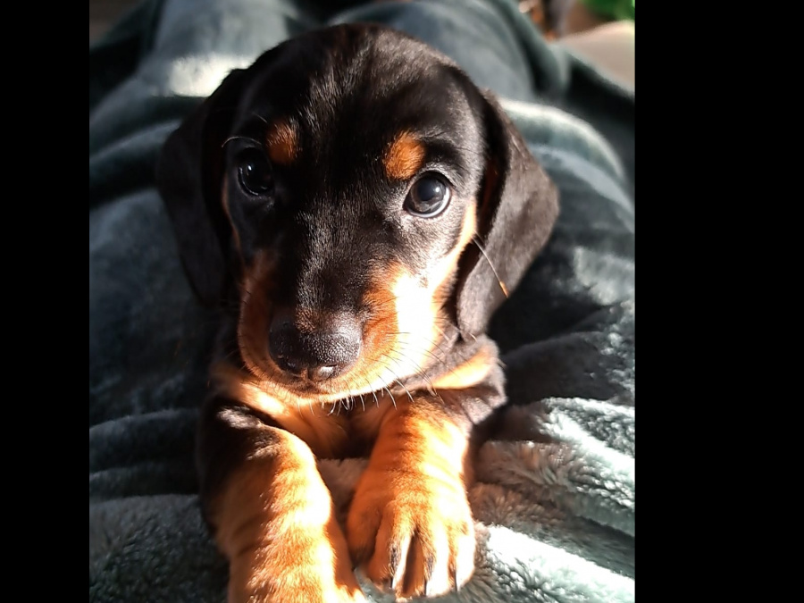 Standard Dachshund black and tan 12