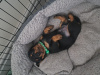 Standard Dachshund black and tan 11