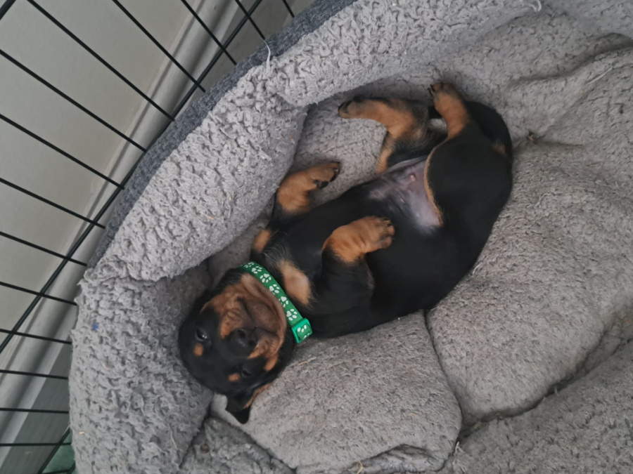 Standard Dachshund black and tan 11