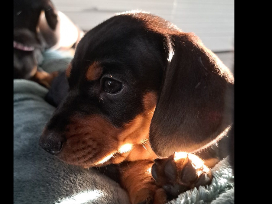 Standard Dachshund black and tan 9