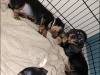 Standard Dachshund black and tan 10