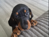 Standard Dachshund black and tan 5