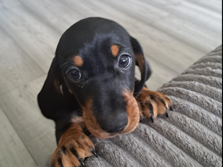 Standard Dachshund black and tan 5