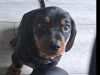 Standard Dachshund black and tan 6