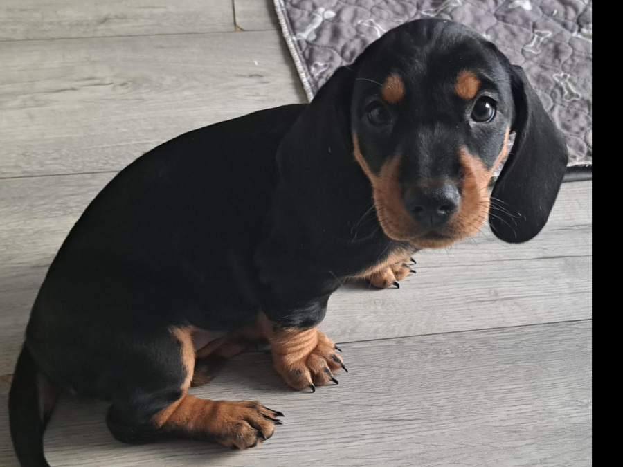 Standard Dachshund black and tan 7