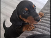 Standard Dachshund black and tan 4