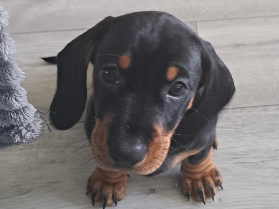 Standard Dachshund black and tan 3