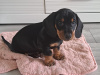 Standard Dachshund black and tan 2