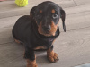 Standard Dachshund black and tan 1