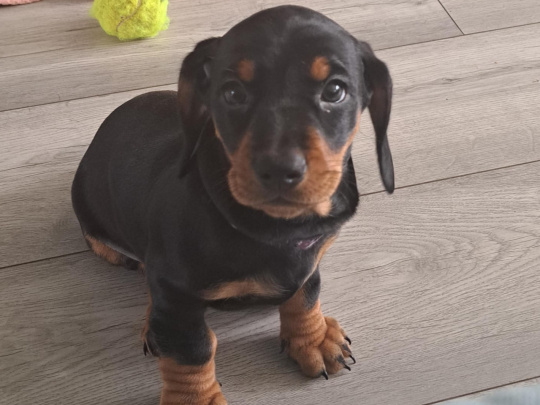 Standard Dachshund black and tan