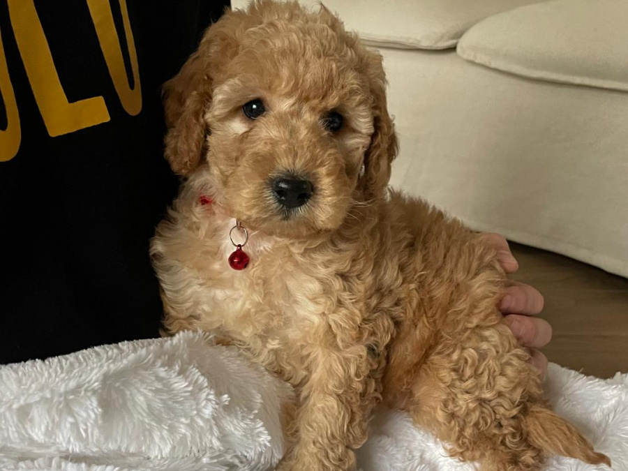 Beautiful 10 week old Cavapoo Puppy 2