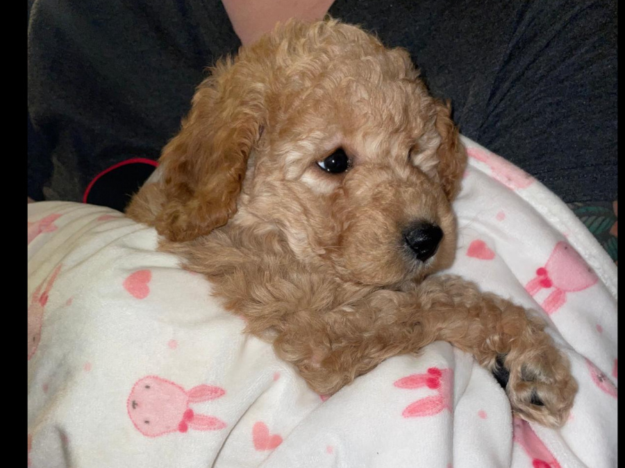 Beautiful 10 week old Cavapoo Puppy 3