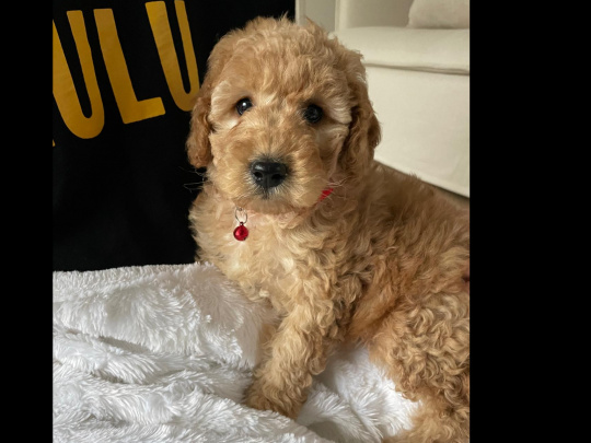 Beautiful 10 week old Cavapoo Puppy